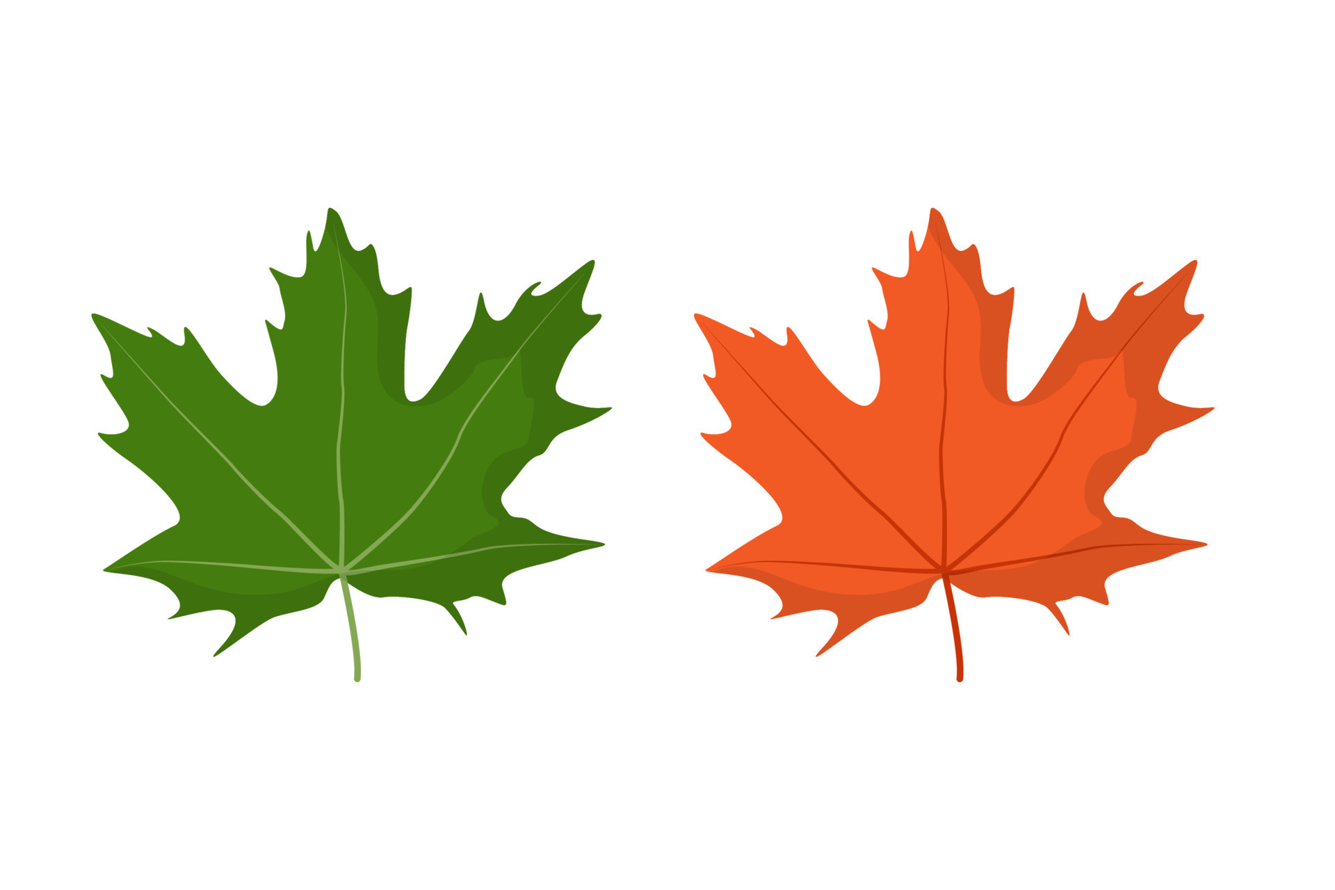Maple leaf. Spring green and autumn orange. Isolated vector