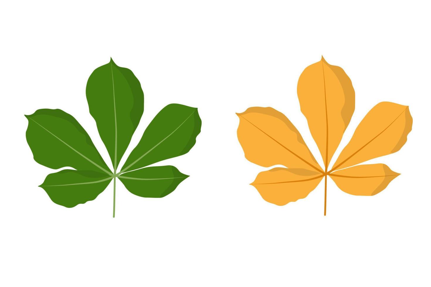 hoja de castaño verde primavera y naranja otoño. ilustración vectorial aislada sobre fondo blanco vector