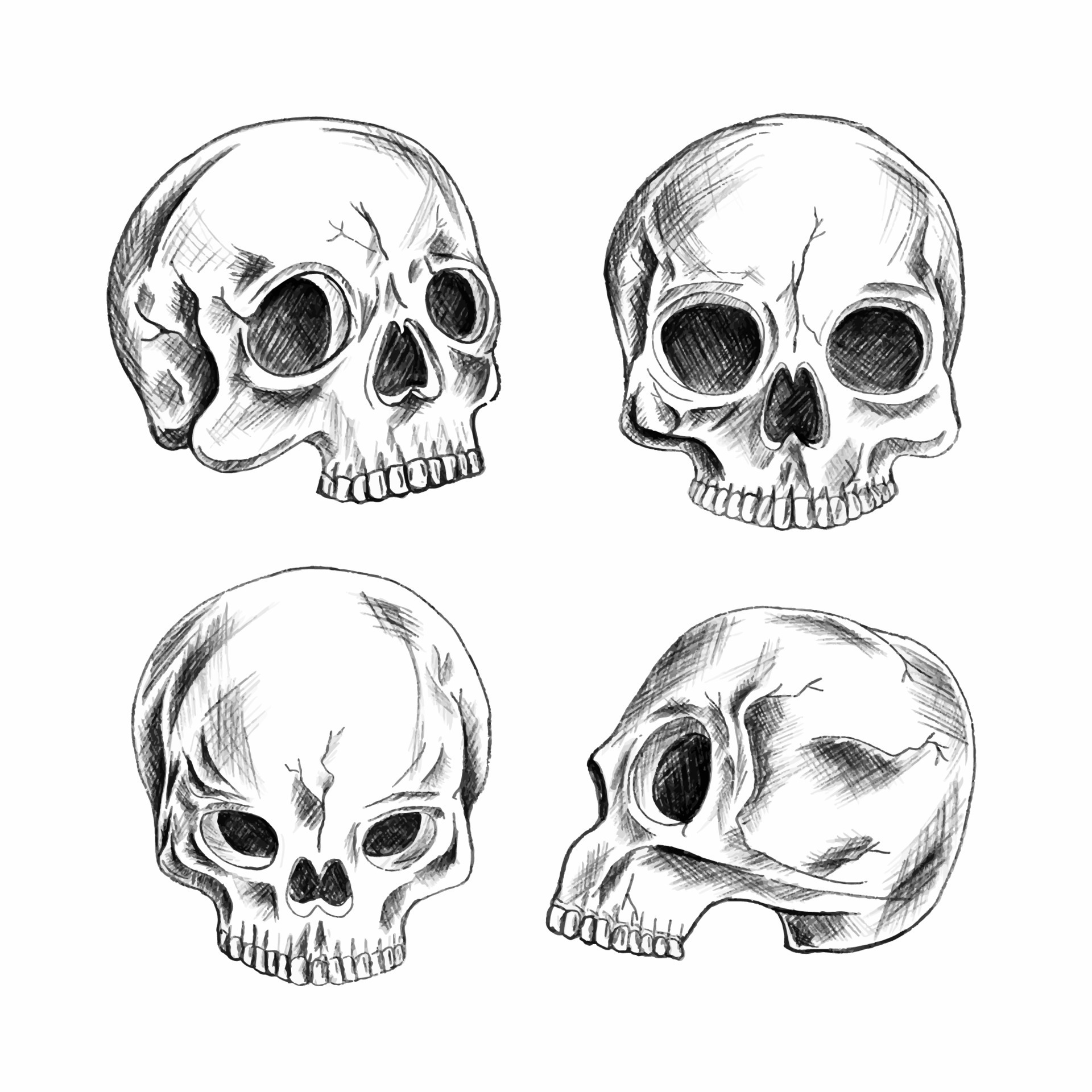 Human Skull Skeleton Head Doodle Sketch Vector HighRes Vector Graphic   Getty Images