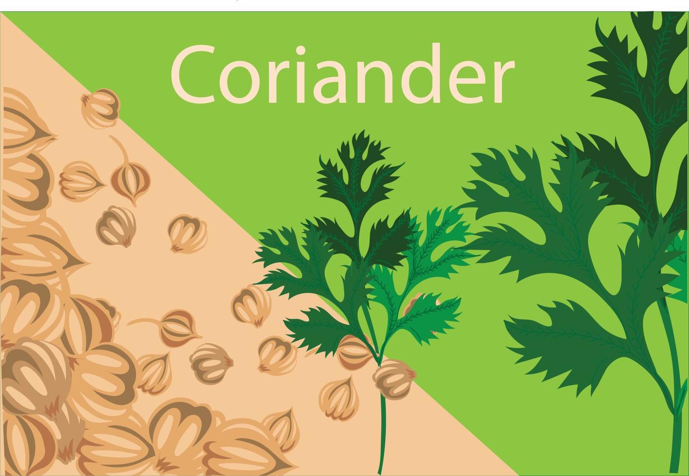 Coriander vector illustration poster