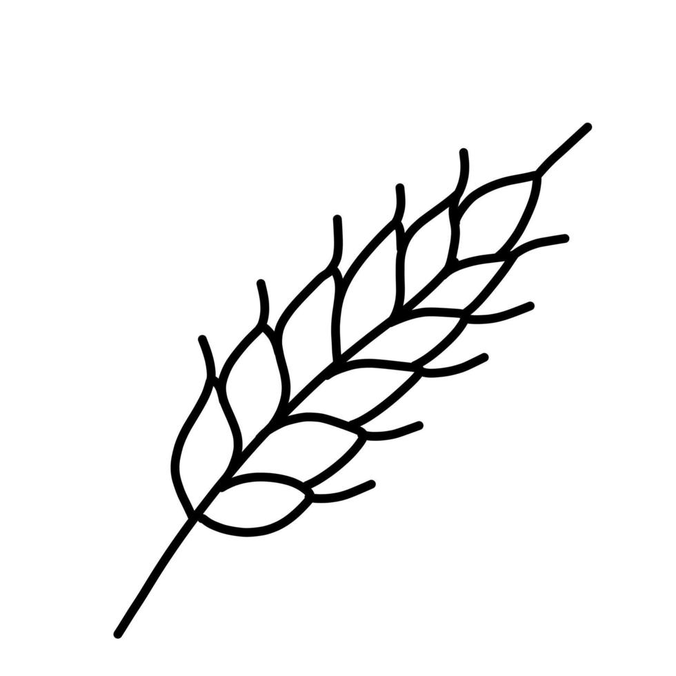 Oats and wheat, rye and barley spikelet. Vector doodle illustration.