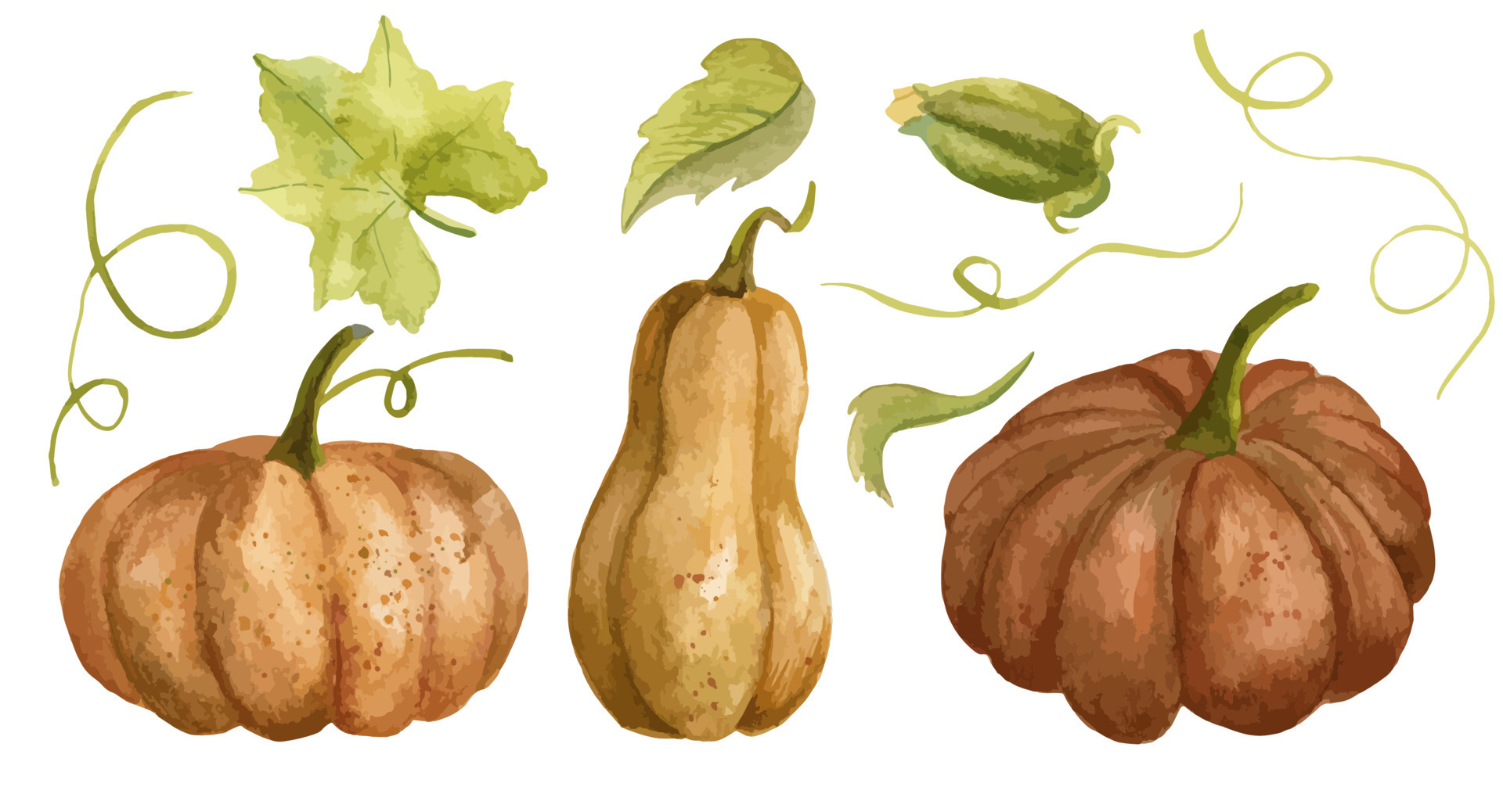 Watercolor set with orange Pumpkins and green leaves. Drawing of Autumn