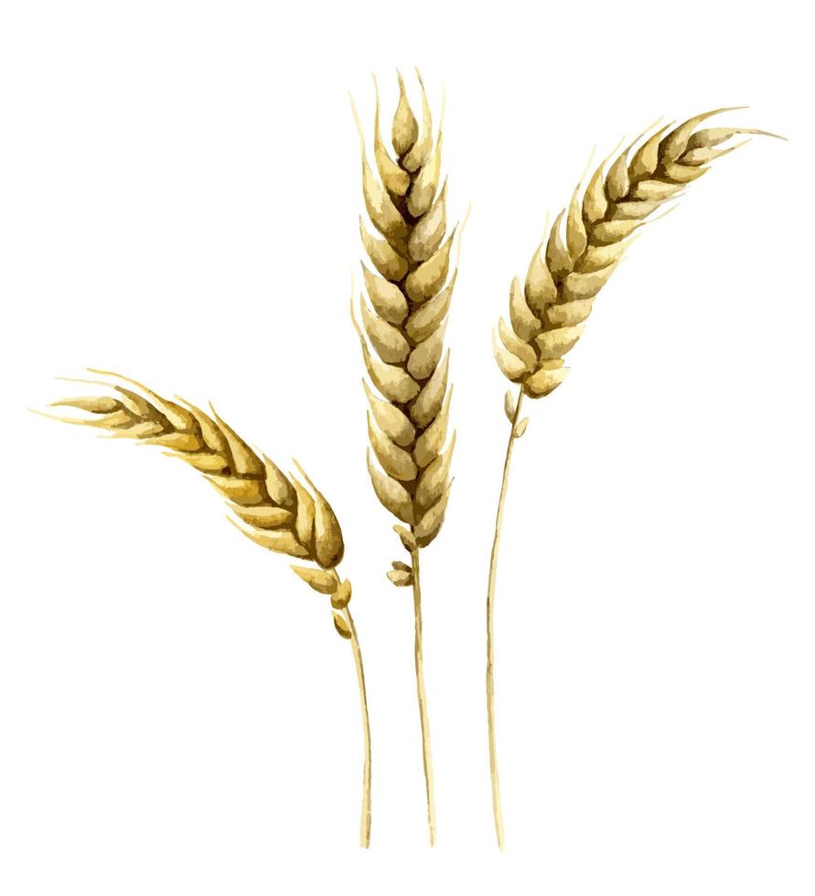 Watercolor Malt for Beer production. Wheat Grains on white isolated background. Hand painted illustration of Barley for Octoberfest vector