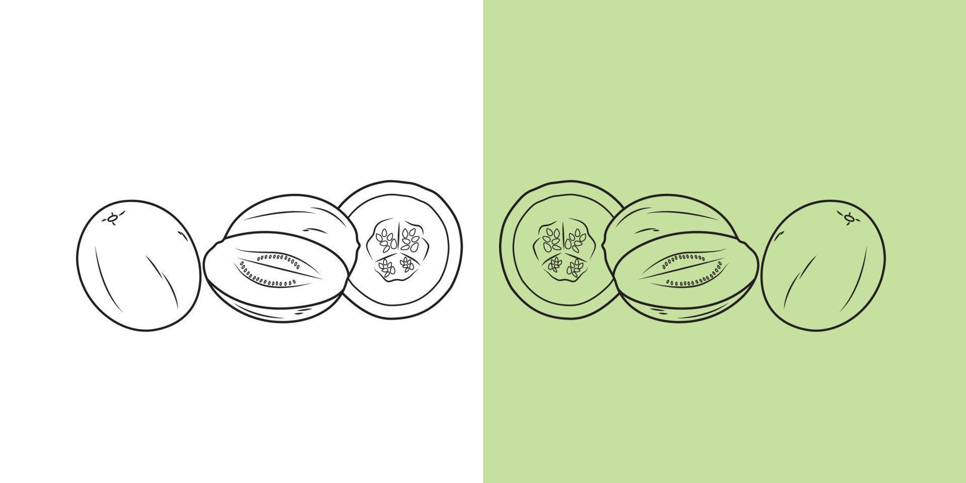 Vector illustration of Honeydew or Melon with different shape on isolated backgrounds.