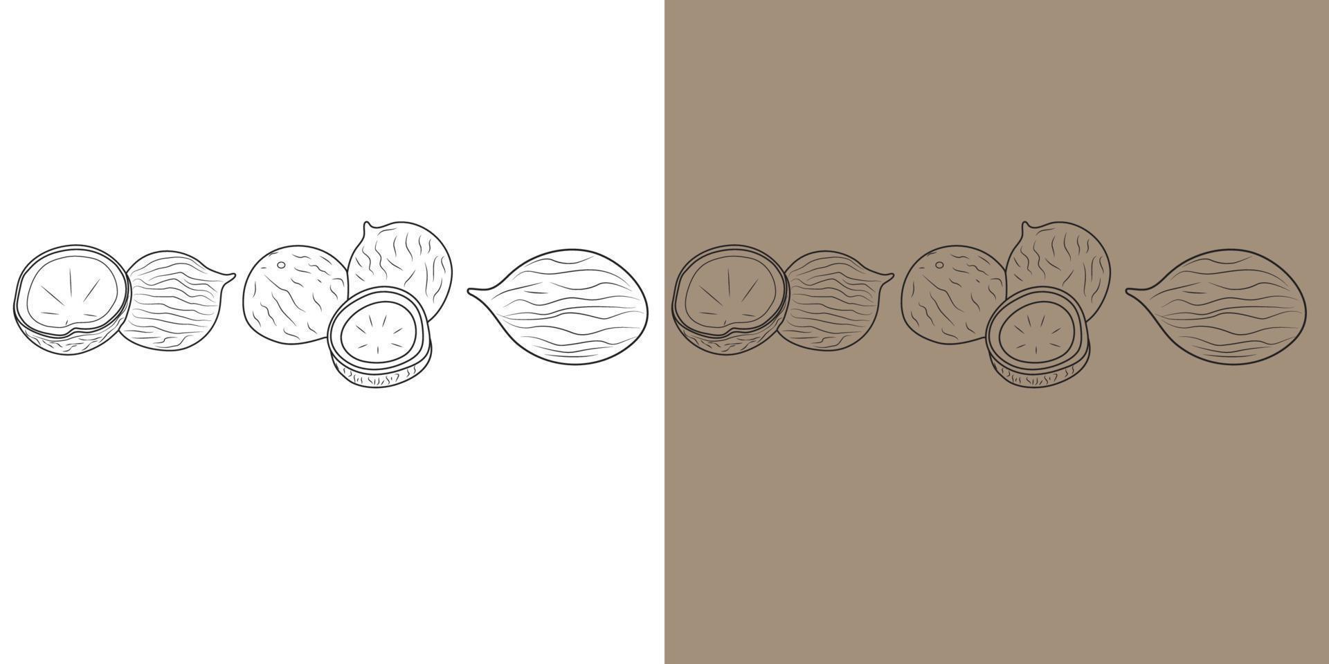 Doodle style Full and half coconut. Vector illustration  on white light brown Background.Doodle isolated fruit icons illustration.