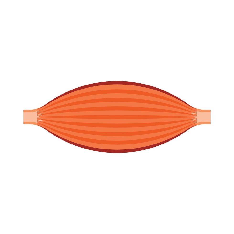 Arm muscle line icon, strenght anatomy symbol for your design vector