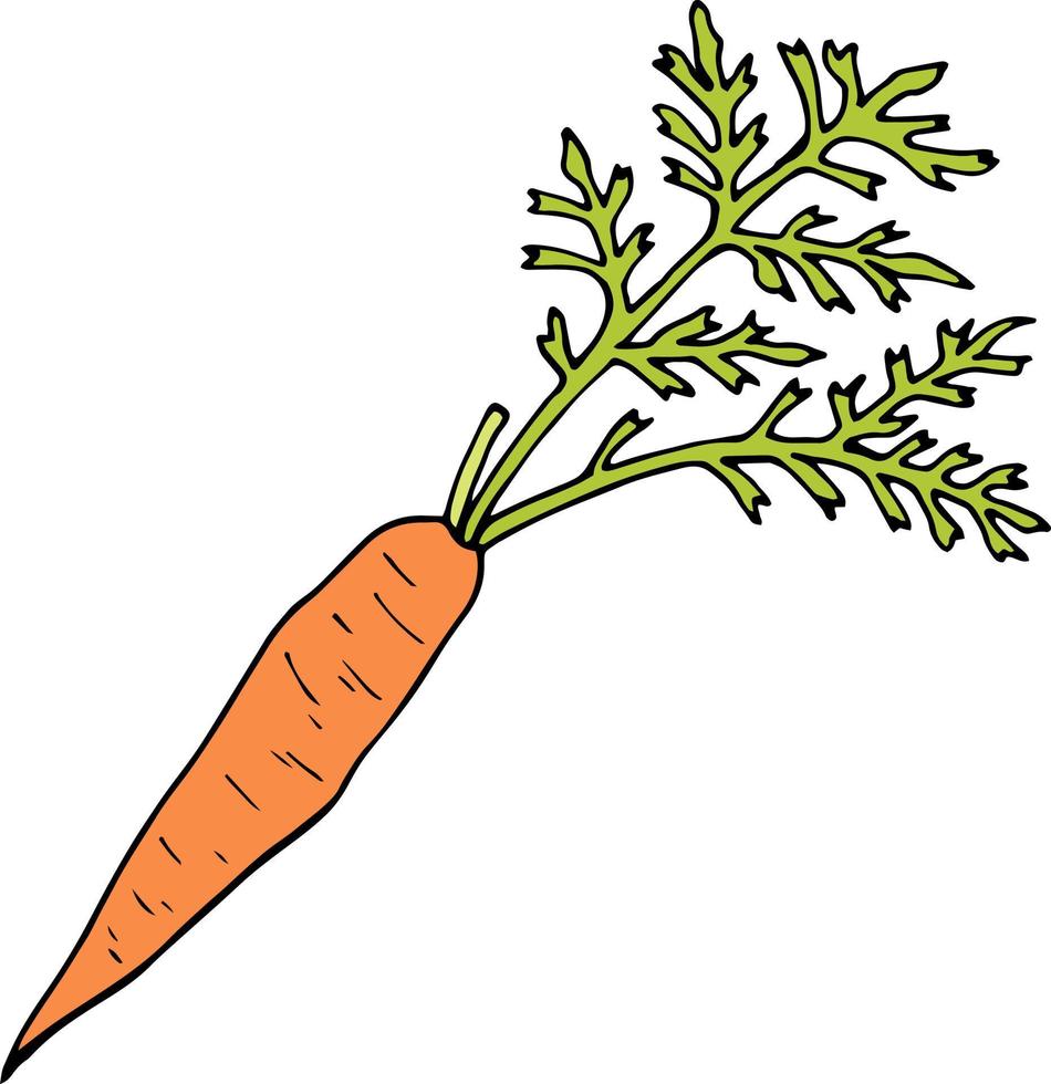 Cute carrot on white background vector