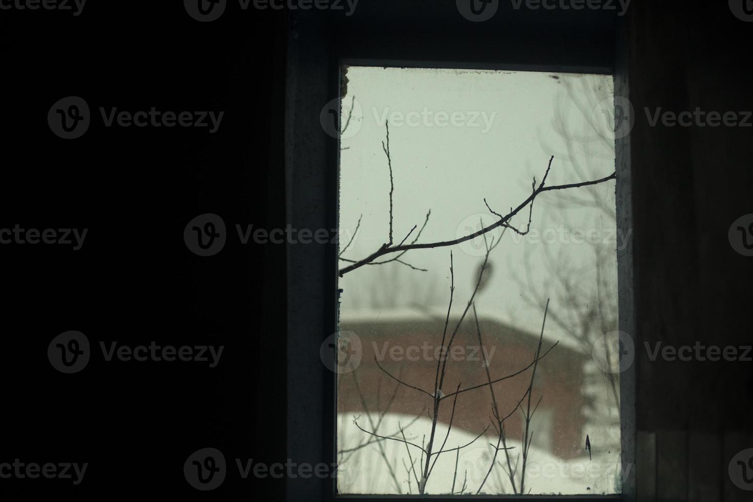 Tree branches outside window. View from window to street. photo