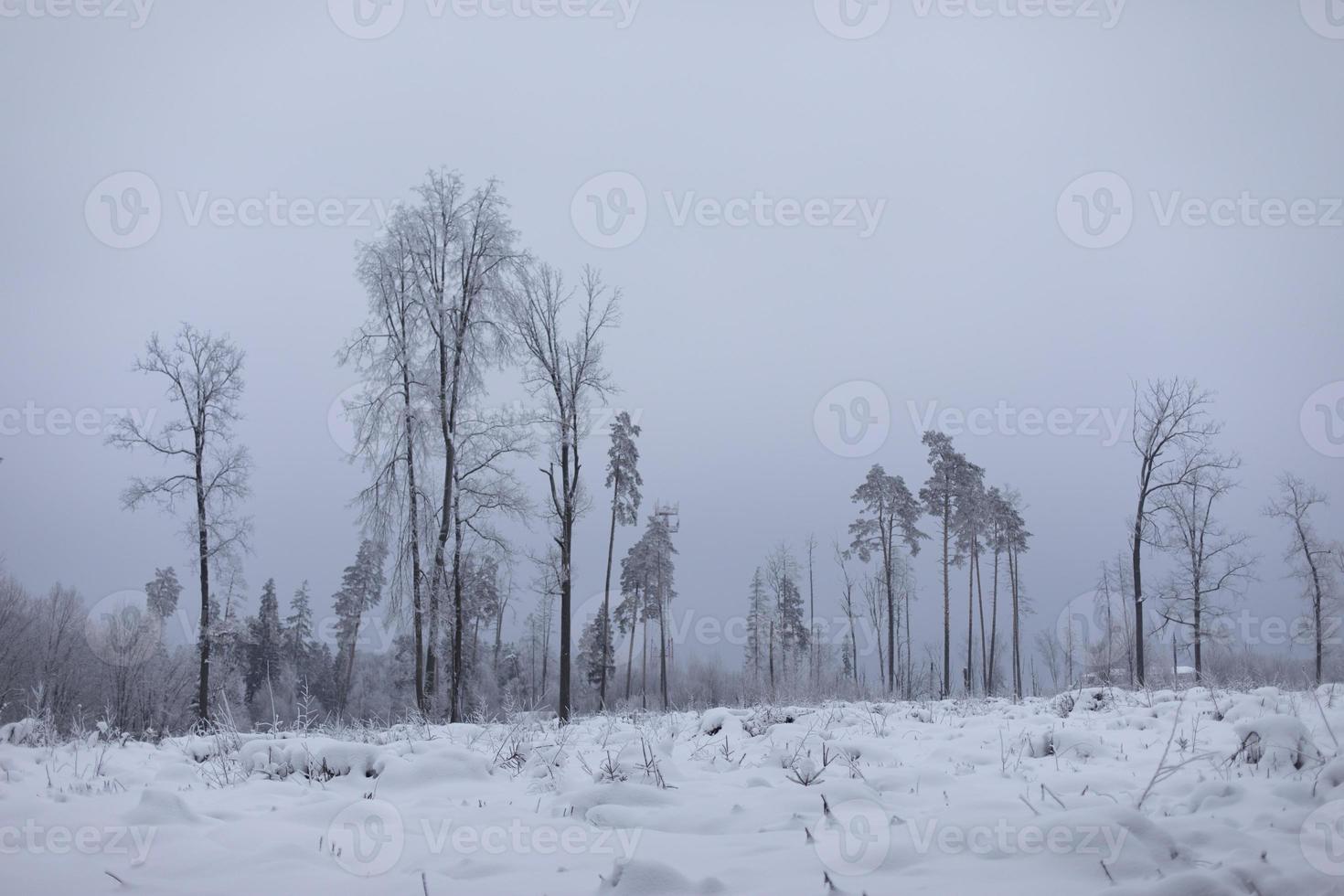 Winter landscape. Deforestation in winter. Field in snow.. Remaining trees. photo