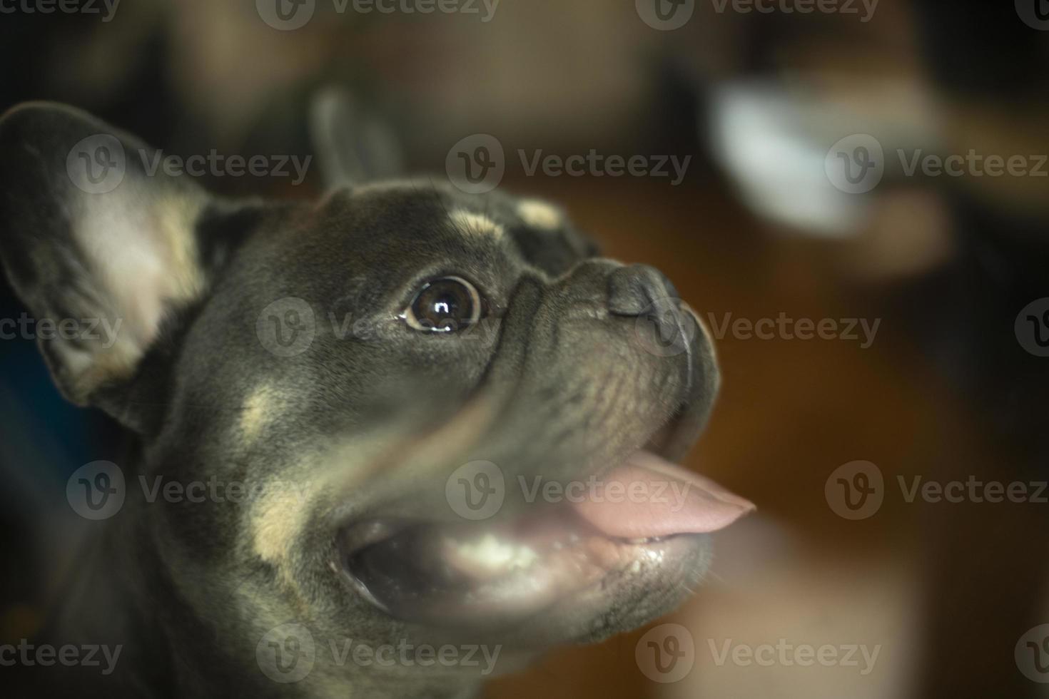 retrato de perro. mascota a través del vidrio. perro con cara graciosa. foto