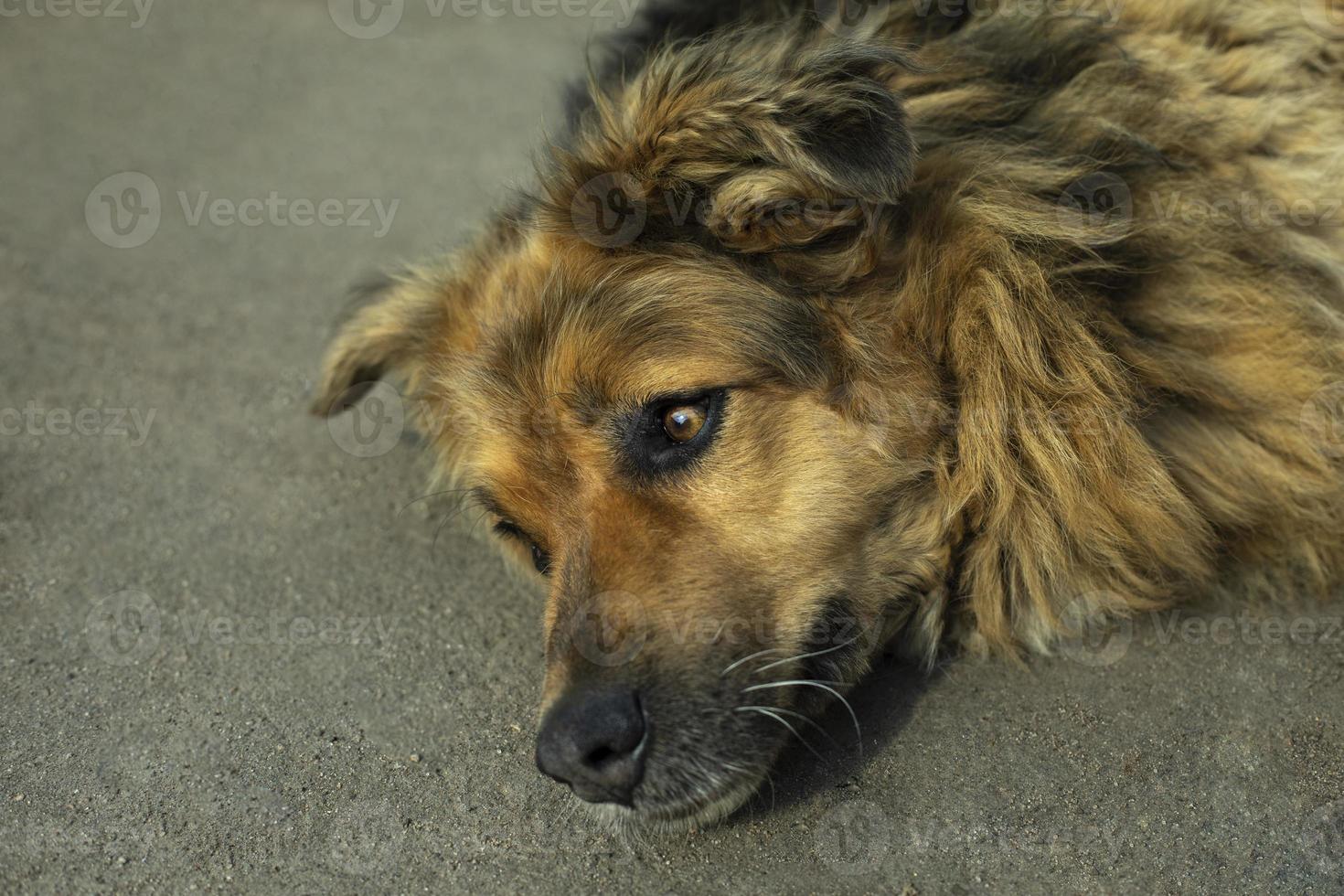 Dog is lying on asphalt. Portrait of dog lying on road. Stray dog on street. photo