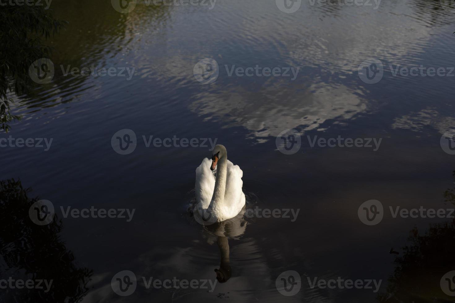 White swan in water. Waterbird on lake. White swan feathers. photo
