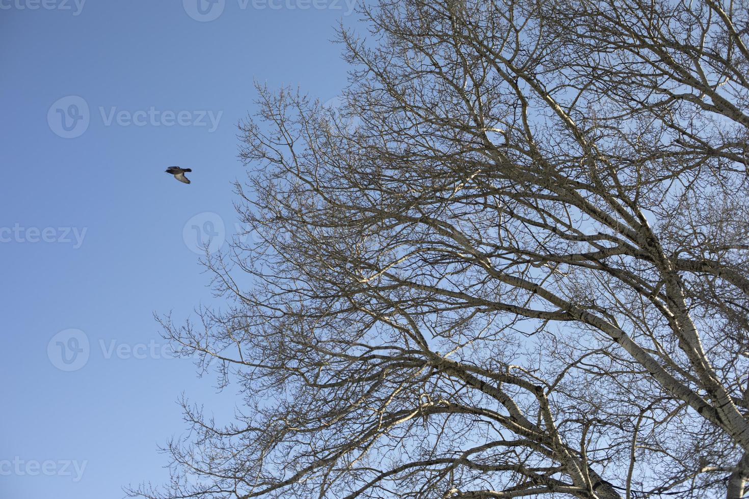 Bird flies from tree. Tree branches. photo