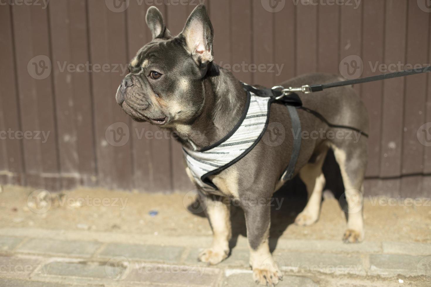 Dog on leash. Pet on street. Animal on walk. photo