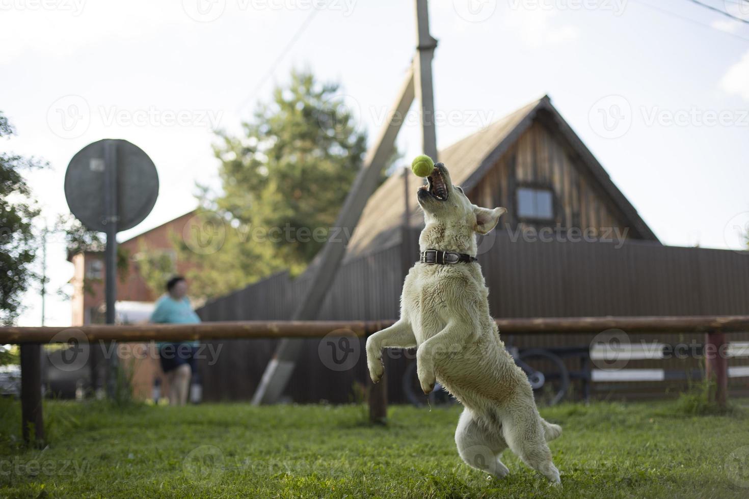 Dog jumps for ball. Playing with pet. Throwing tennis ball to dog. photo