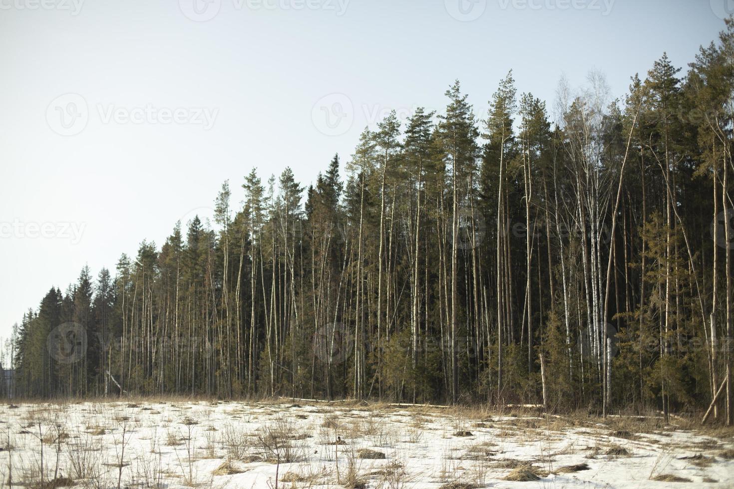 Edge of Forest. Coniferous forest in spring. Green trees. photo