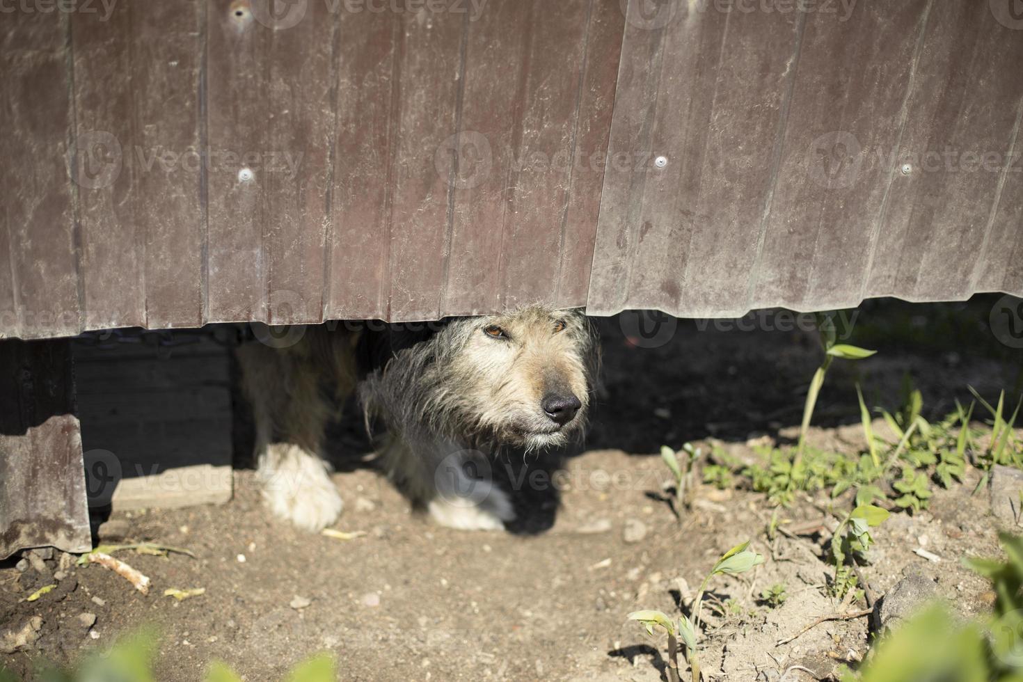 perro enojado debajo de la valla. pet guardias territorio de la casa. foto