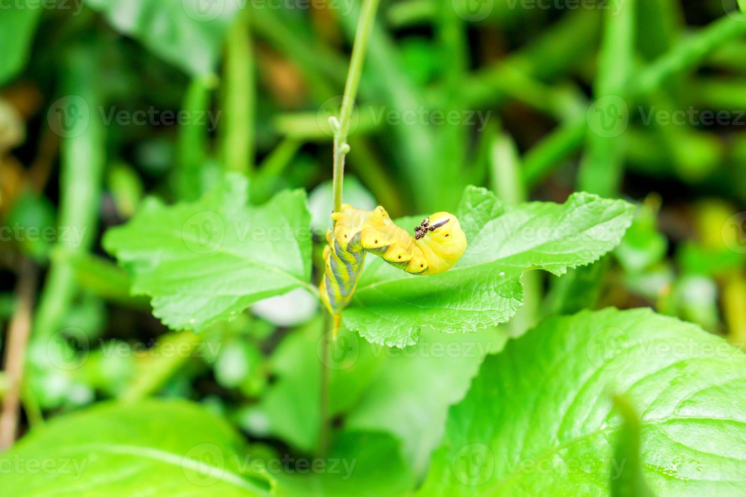 Yellow caterpillars on the branches standing terrorize the enemy approach with blurry green leaf background. photo