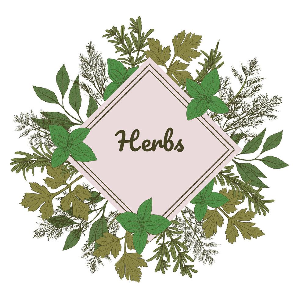 Vintage vector card with hand drawn green spice, herbs, leaves. Template for design. Vector illustration. Doodle outline ink sketch.