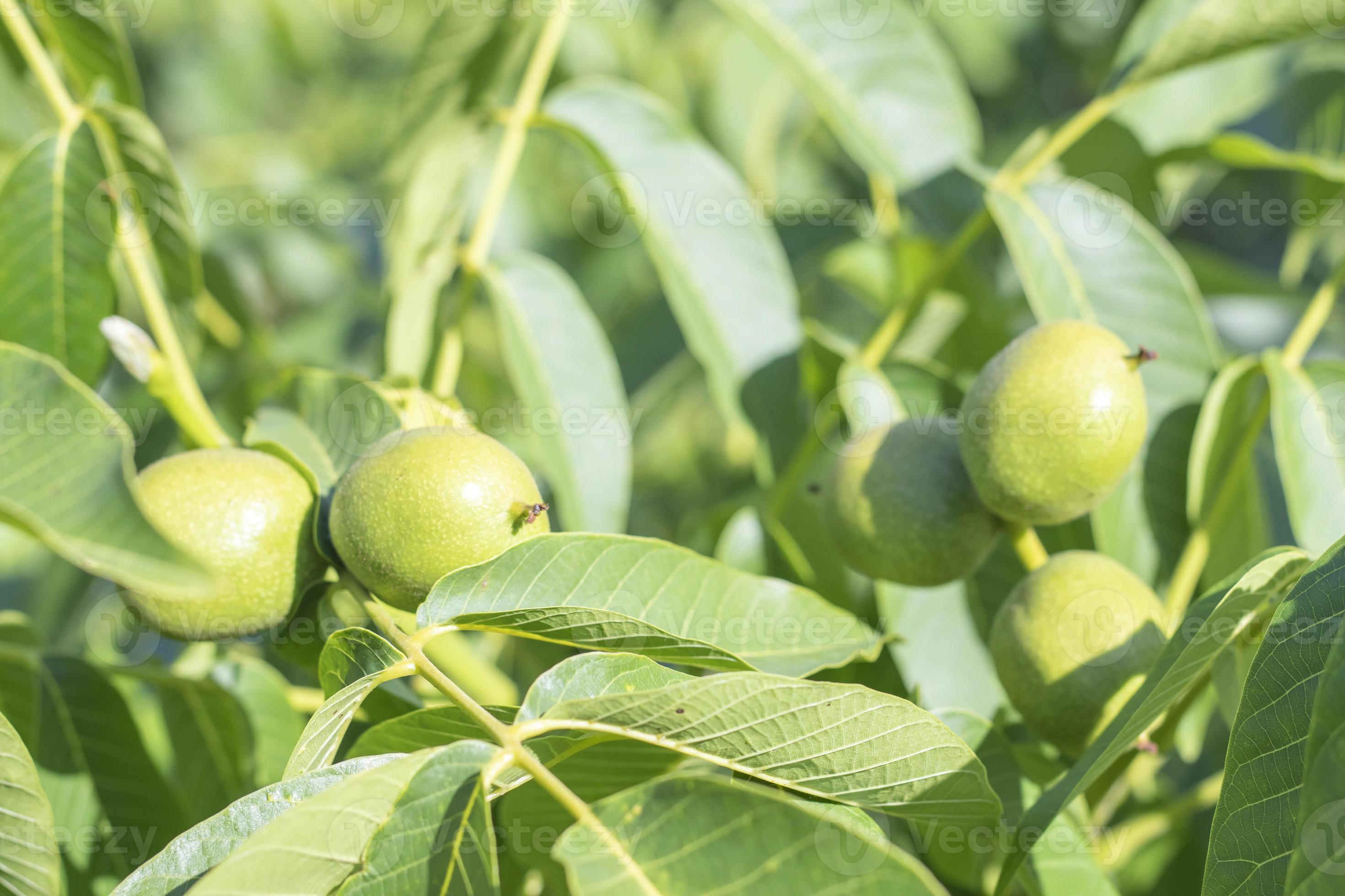 Green young walnuts grow on a tree. Variety Kocherzhenko closeup. The