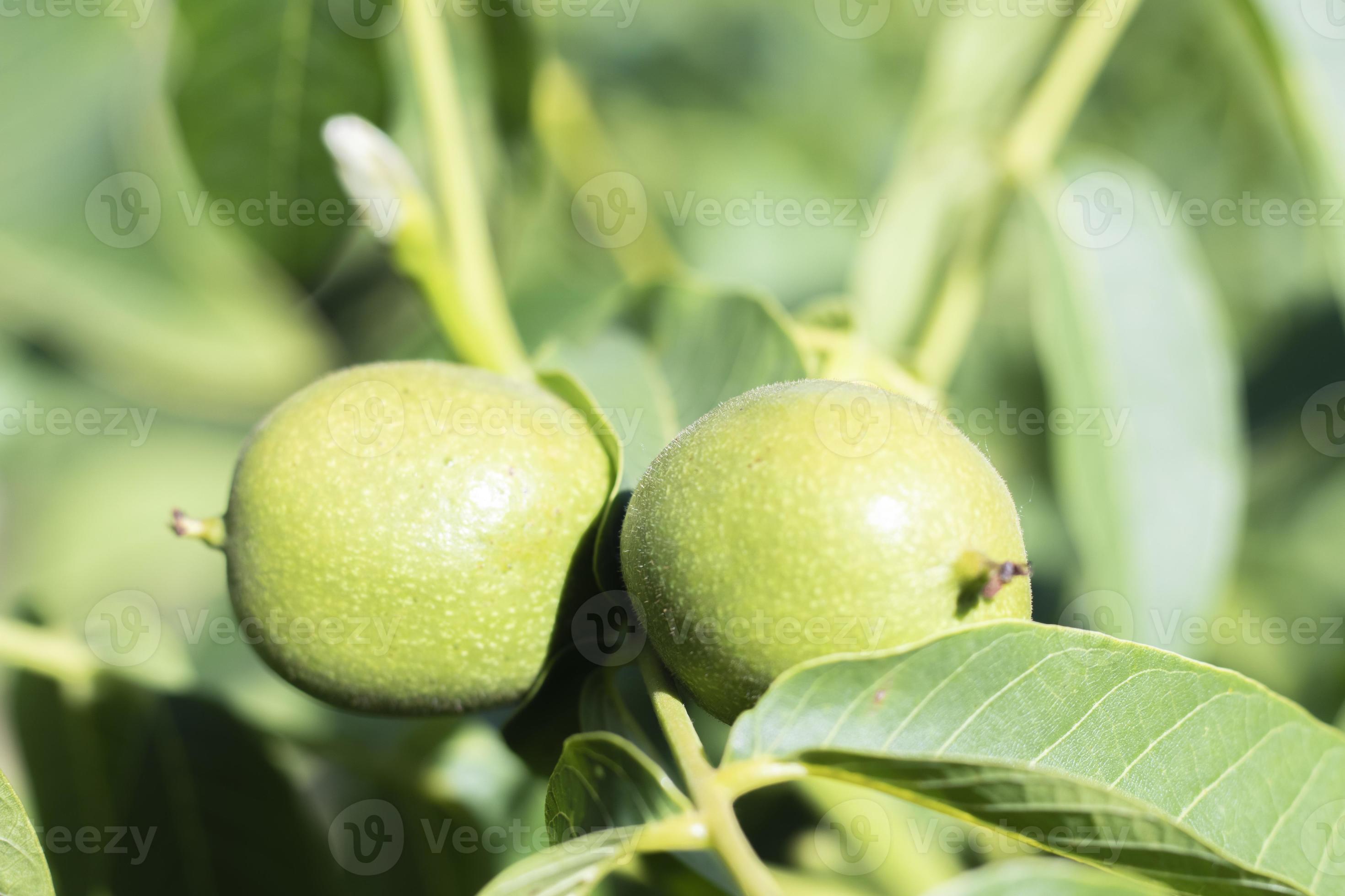 Green young walnuts grow on a tree. Variety Kocherzhenko closeup. The