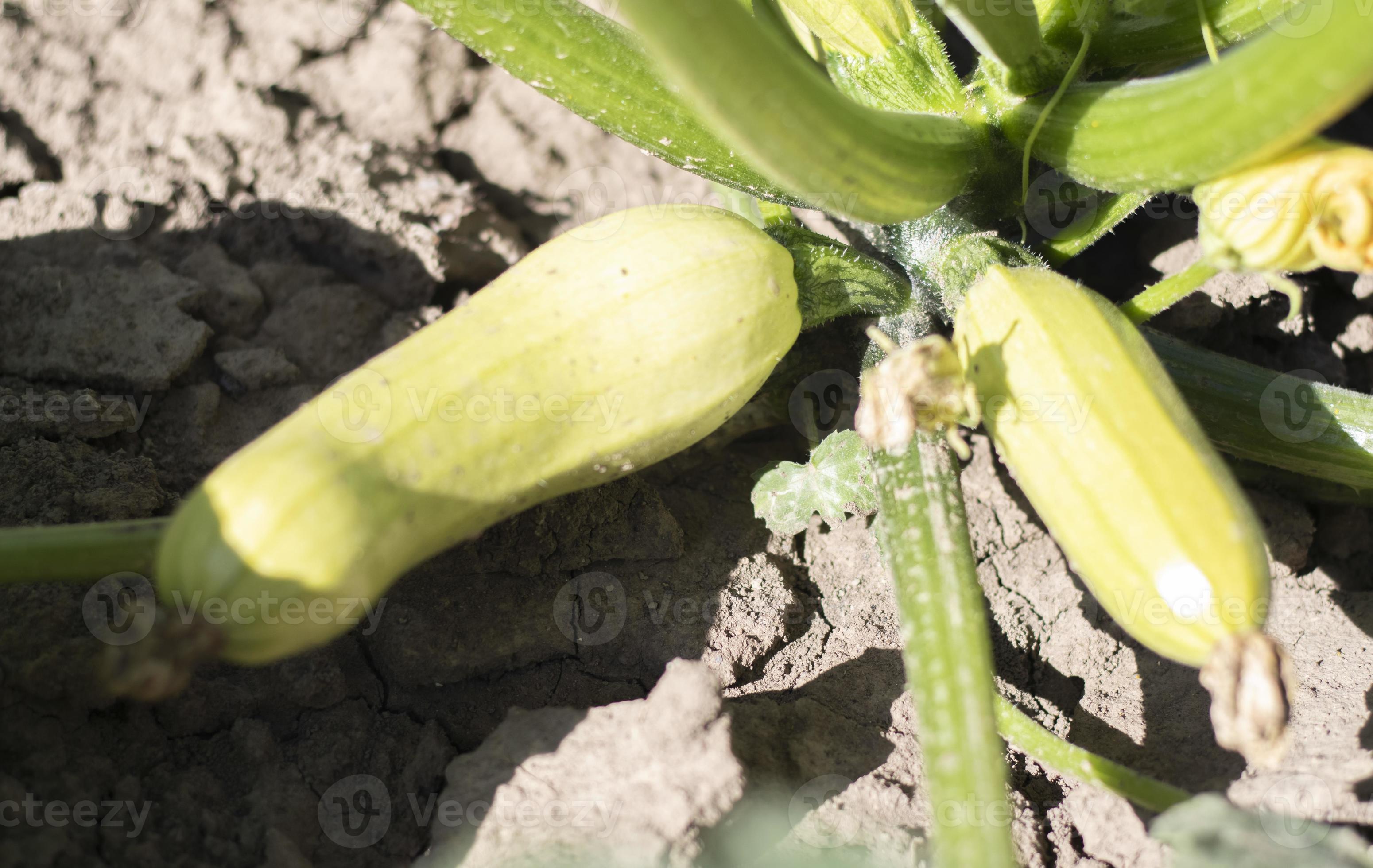 Zucchini plant with lot of fruits in a vegetable garden. Fresh green