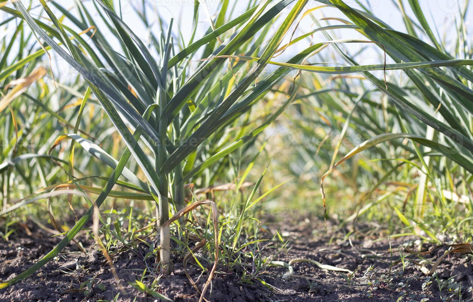 Garlic field in the landscape. Organic garlic grown in the countryside. Agricultural field of garlic plant. The concept of organic farming. A bed of garlic, loose black soil in the garden. photo