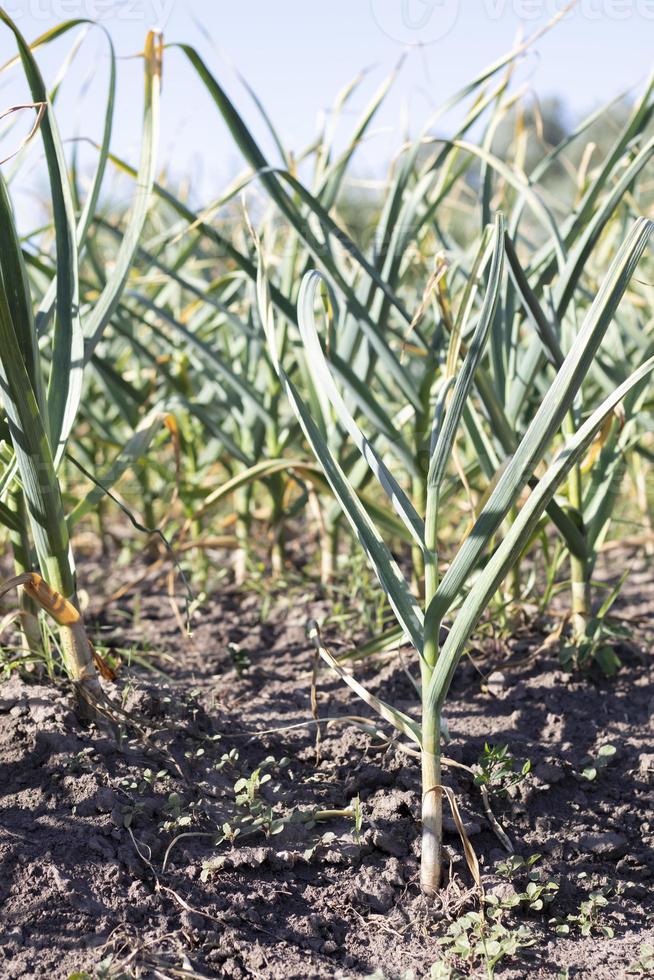 Garlic field in the landscape. Organic garlic grown in the countryside. Agricultural field of garlic plant. The concept of organic farming. A bed of garlic, loose black soil in the garden. photo