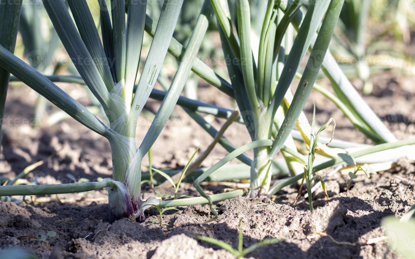Onions are grown on soil in plots. Rows on the field in the agricultural garden. Landscape in summer. Onion plants grow on the field, close-up. Onion production field, cultivation practice. photo
