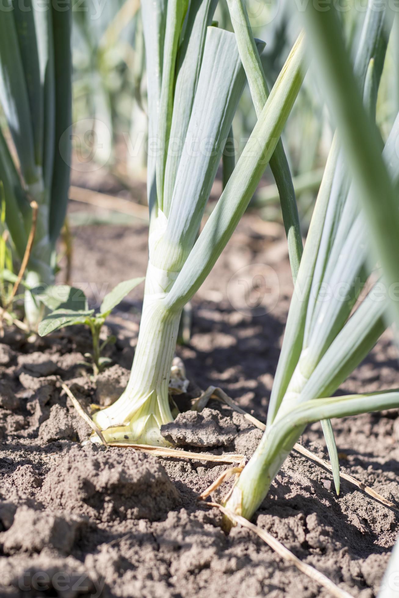 Onions are grown on soil in plots. Rows on the field in the agricultural garden. Landscape in