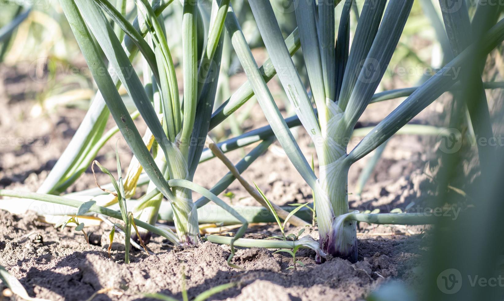 View of a field with ripening green onions. Onion field. Onion ripe plants growing in the field, close-up. Field onion ripening in spring. Agricultural landscape. Growing green onions in the garden. photo