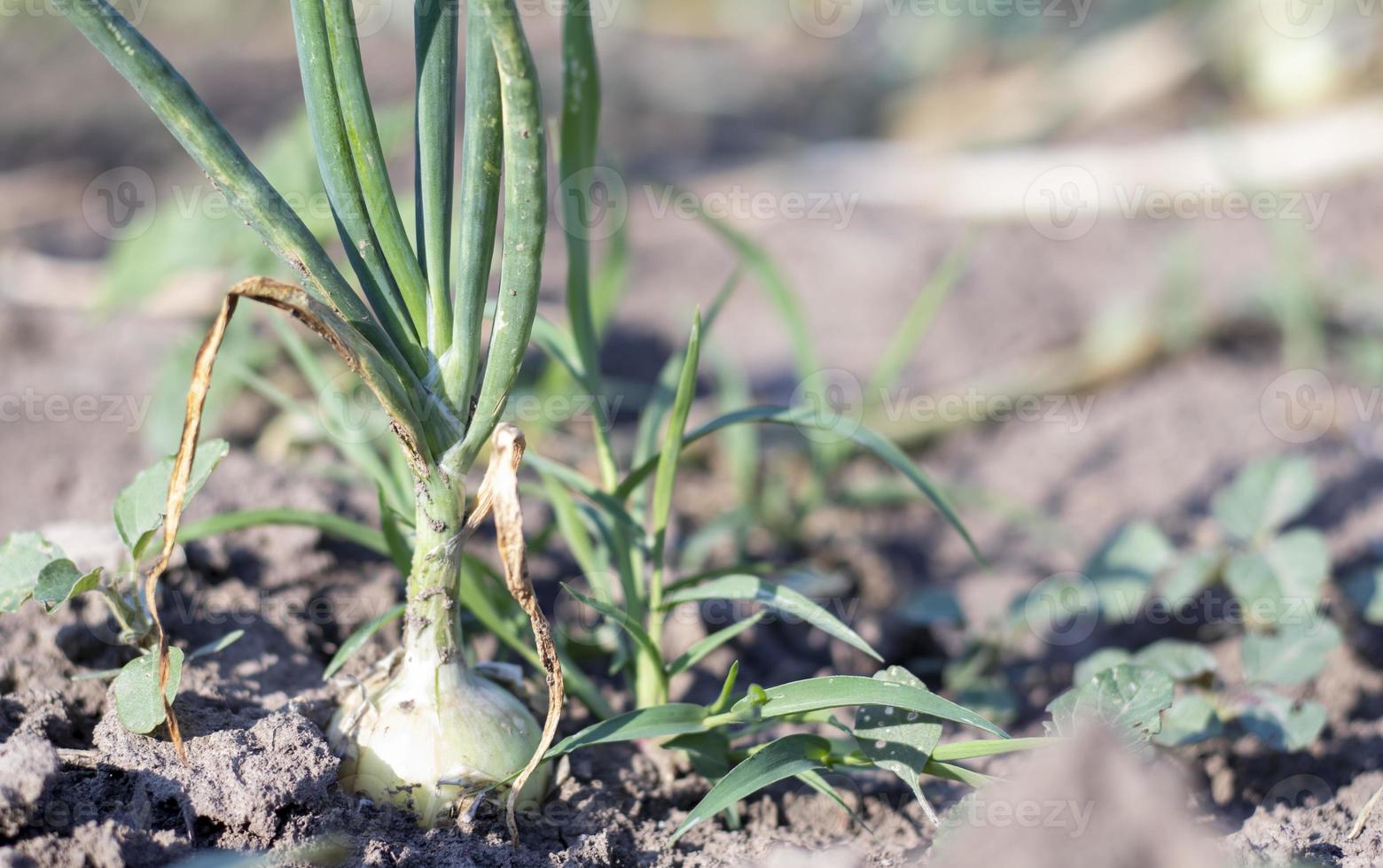 View of a field with ripening green onions. Onion field. Onion ripe plants growing in the field, close-up. Field onion ripening in spring. Agricultural landscape. Growing green onions in the garden. photo