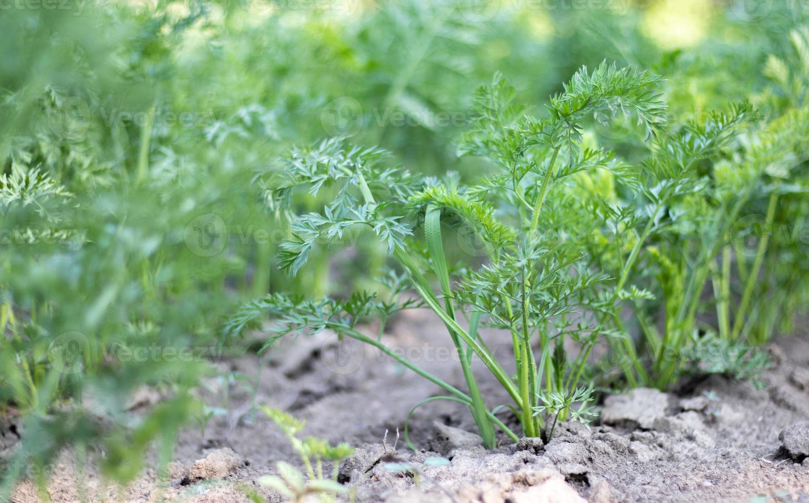 Carrots grow in the beds in the home garden on a summer day. Vegetable green garden. Carrots grow in the garden. Fresh organic product. Young green leaves of a growing carrot. photo