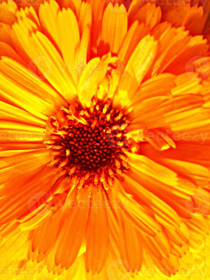 foliage Leaves fruits and Flowers photo