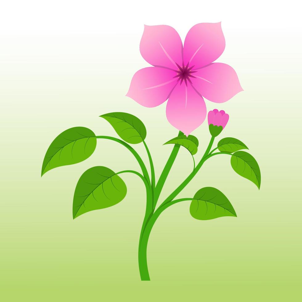 A purple virgin flower isolated and green and white background.  Periwinkle flower illustration vector. vector