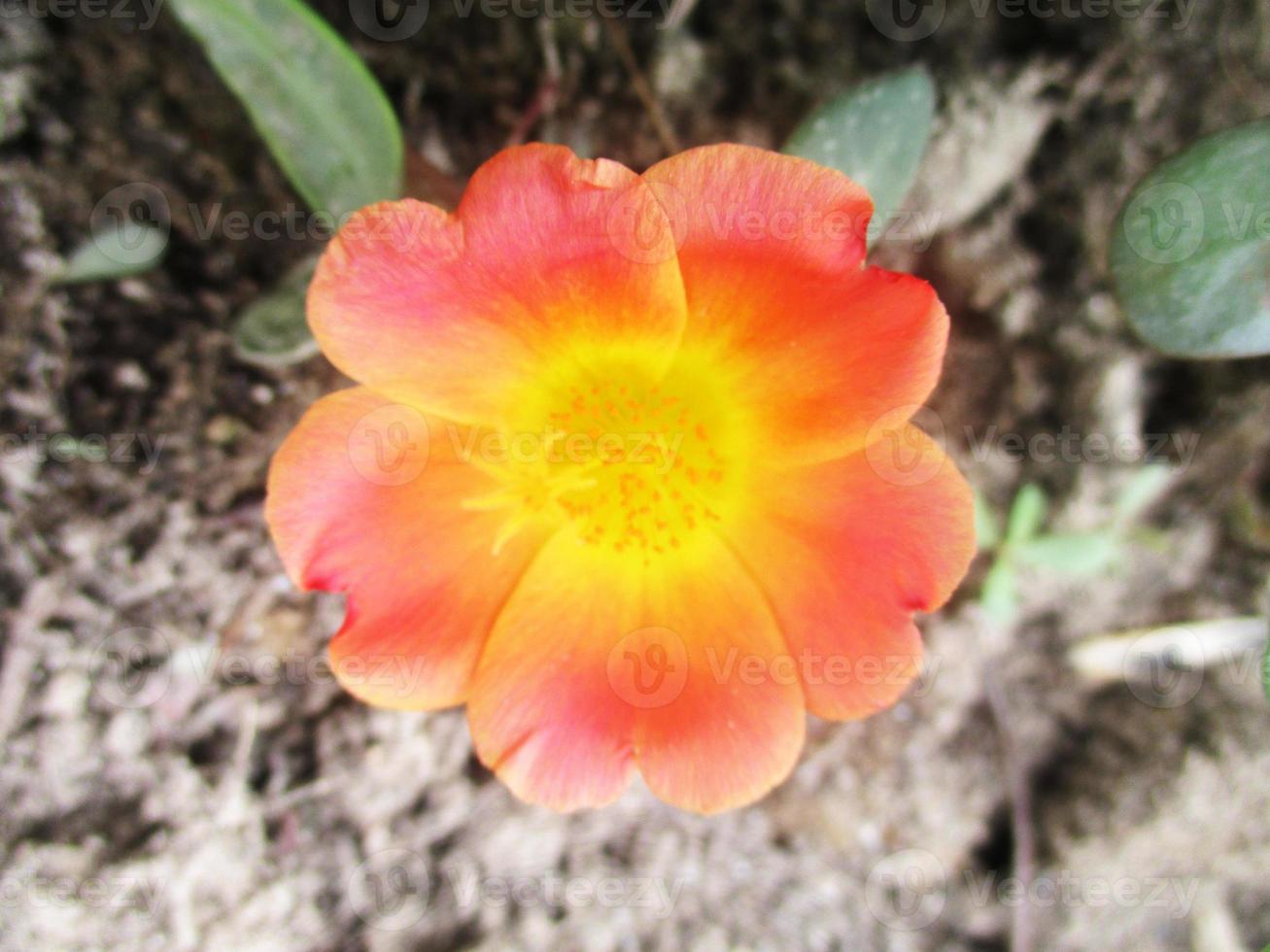 foliage Leaves fruits and Flowers photo