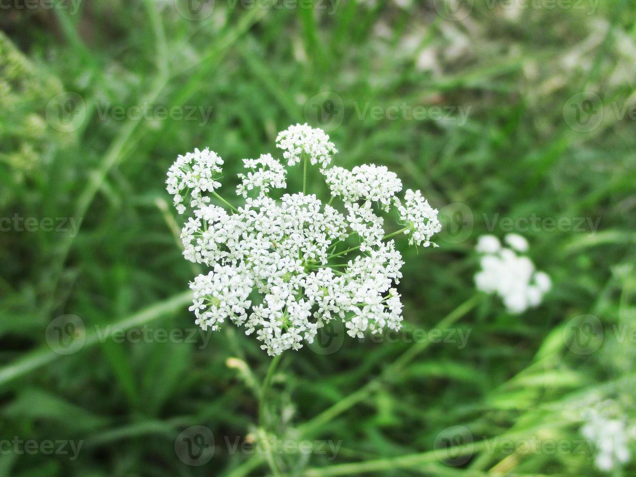 foliage Leaves fruits and Flowers photo