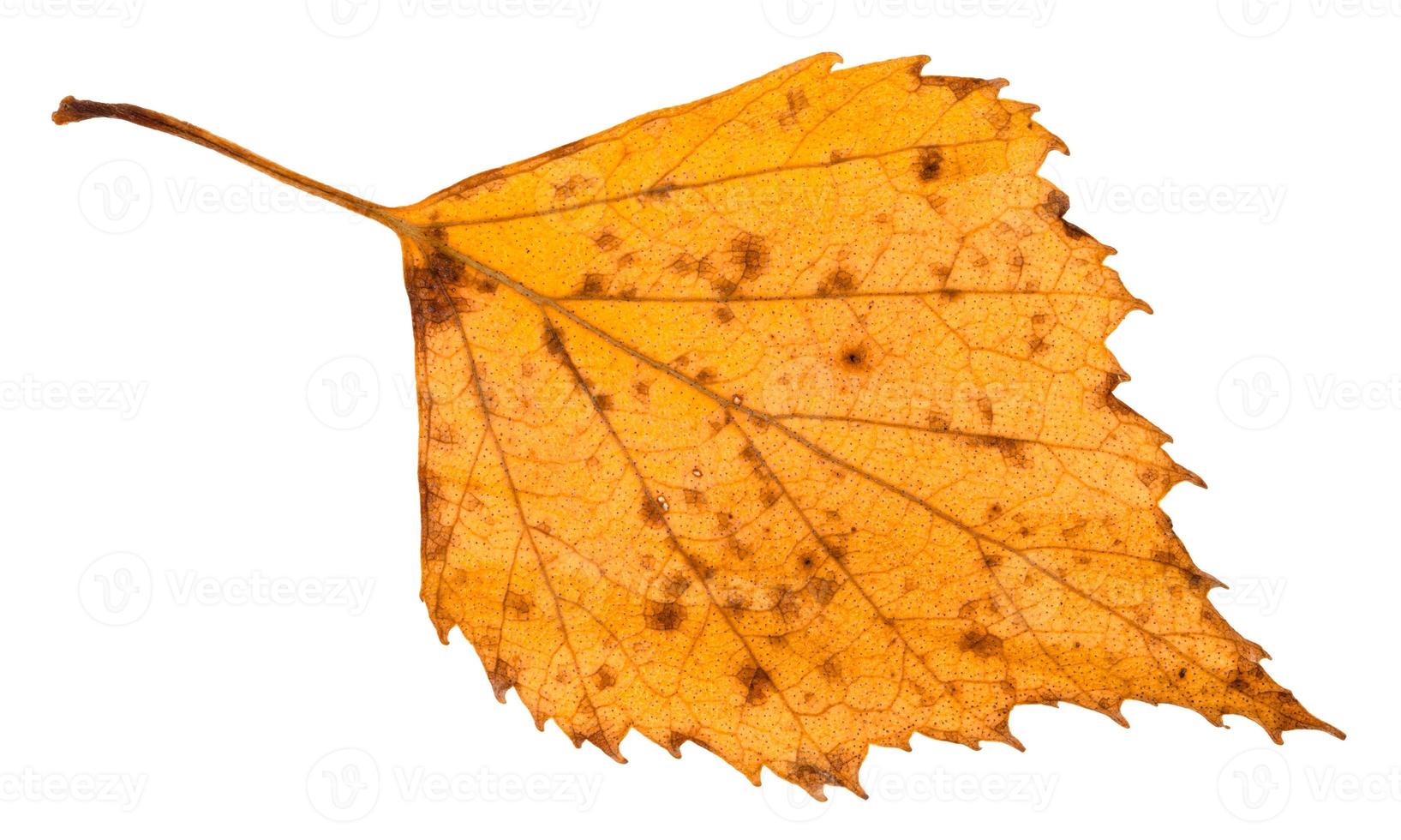 fallen rotten yellow leaf of birch tree isolated photo