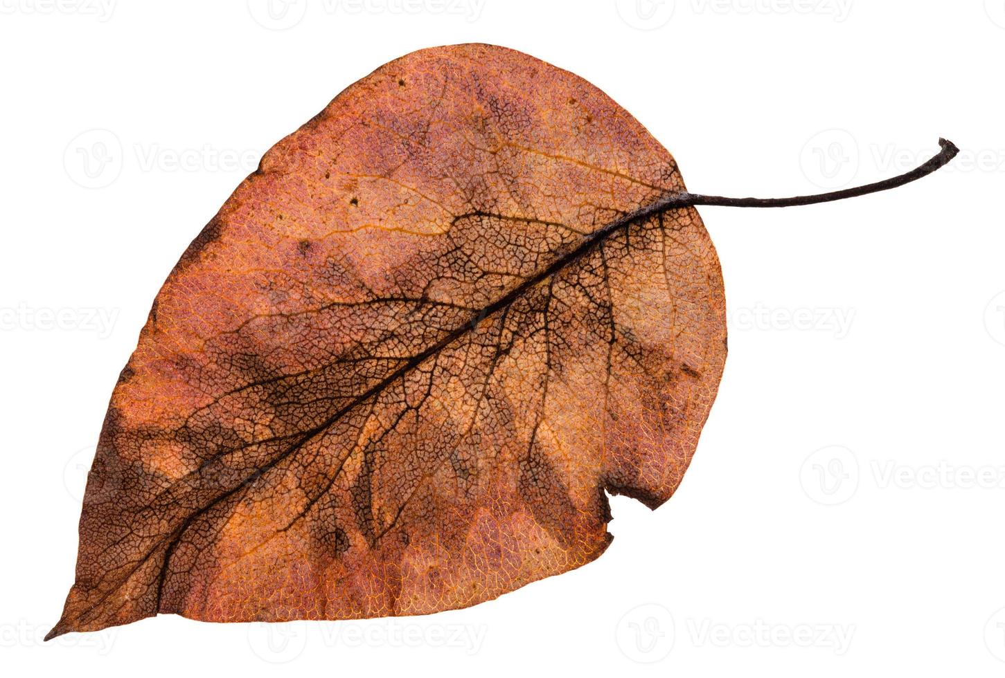 back side of autumn rotten brown leaf of apple photo