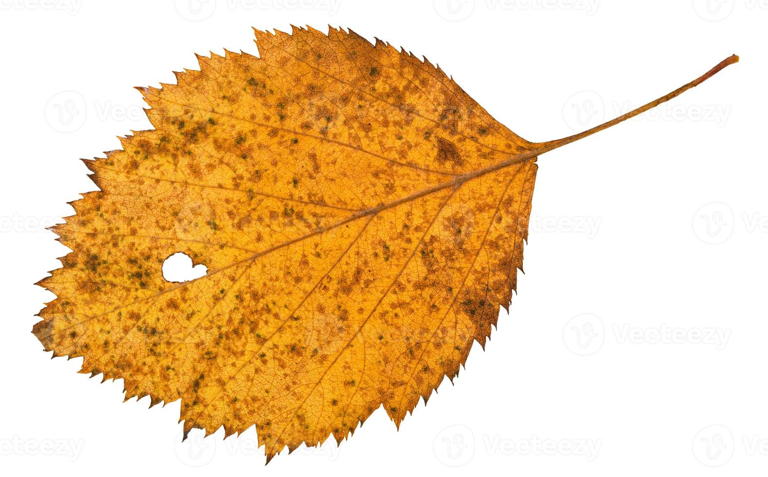 back side of holey dried leaf of hawthorn tree photo