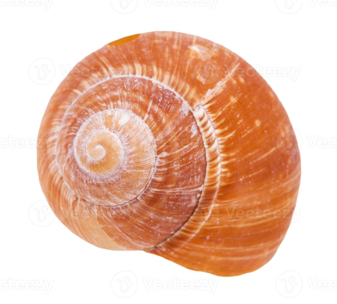 orange shell of snail isolated on white photo