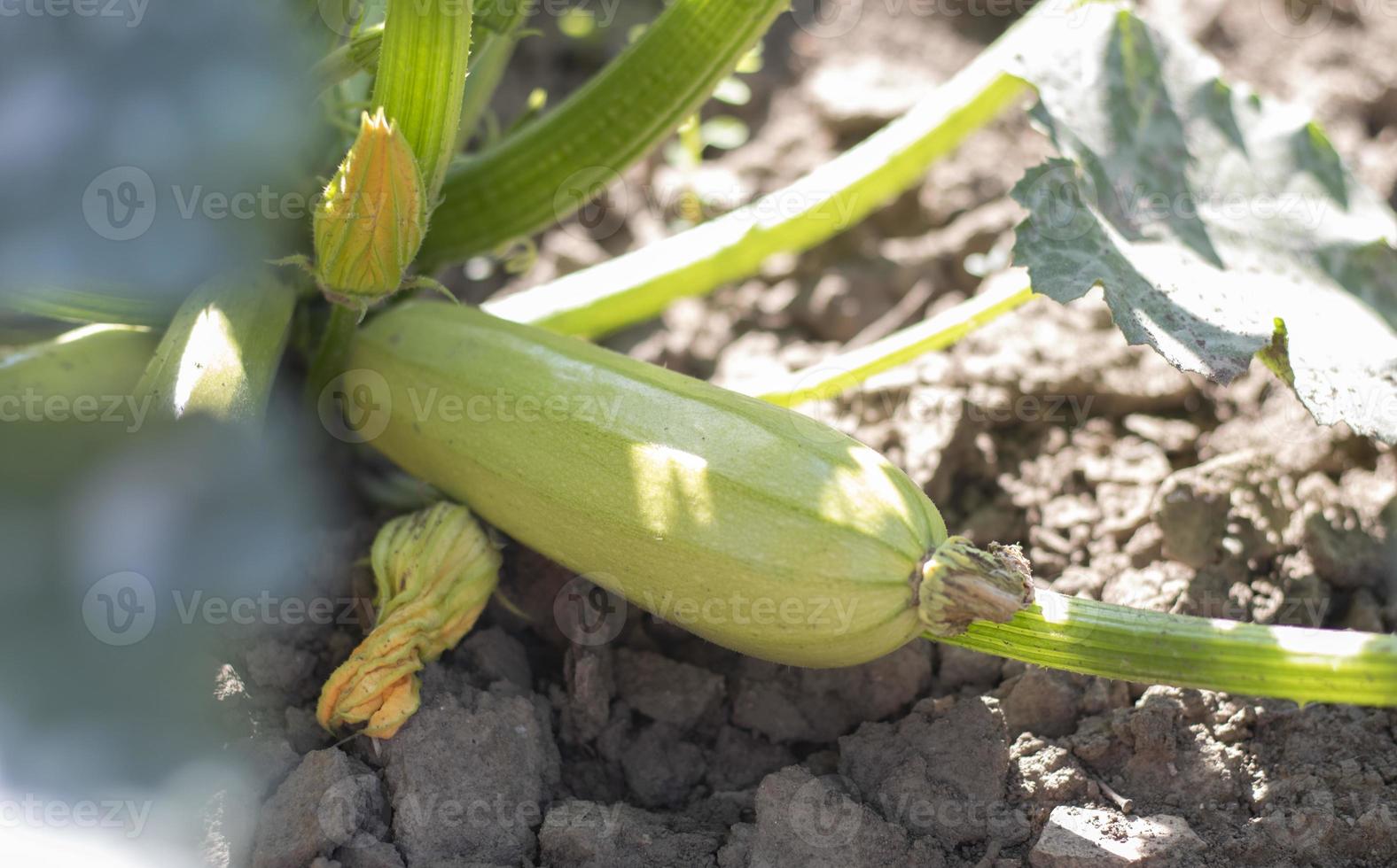 Zucchini plant with lot of fruits in a vegetable garden. Fresh green zucchini grows in the garden between the leaves. Organic vegetable on the farm. The concept of growing and caring for agriculture. photo