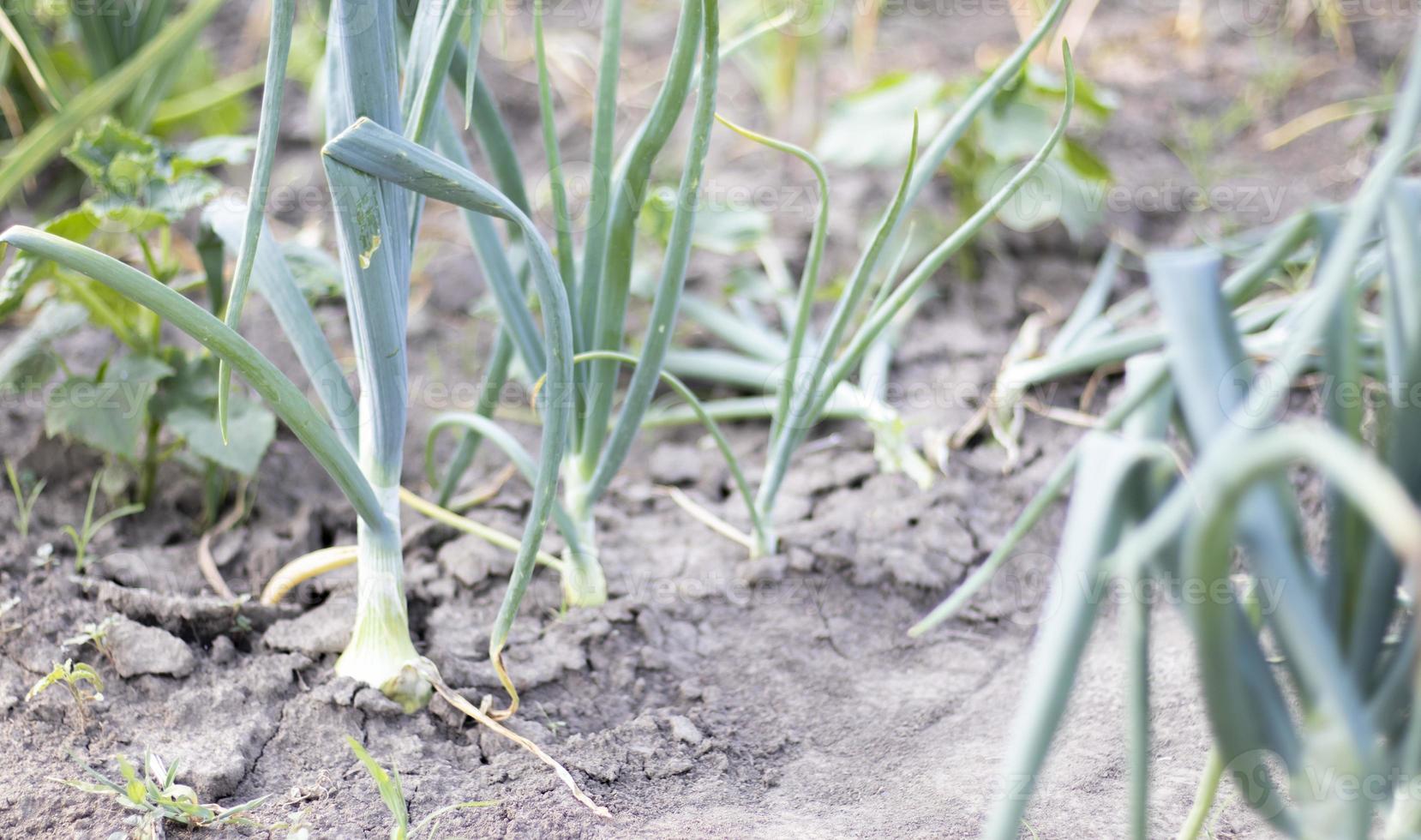 Onions are grown on soil in plots. Rows on the field in the agricultural garden. Landscape in summer. Onion plants grow on the field, close-up. Onion production field, cultivation practice. photo