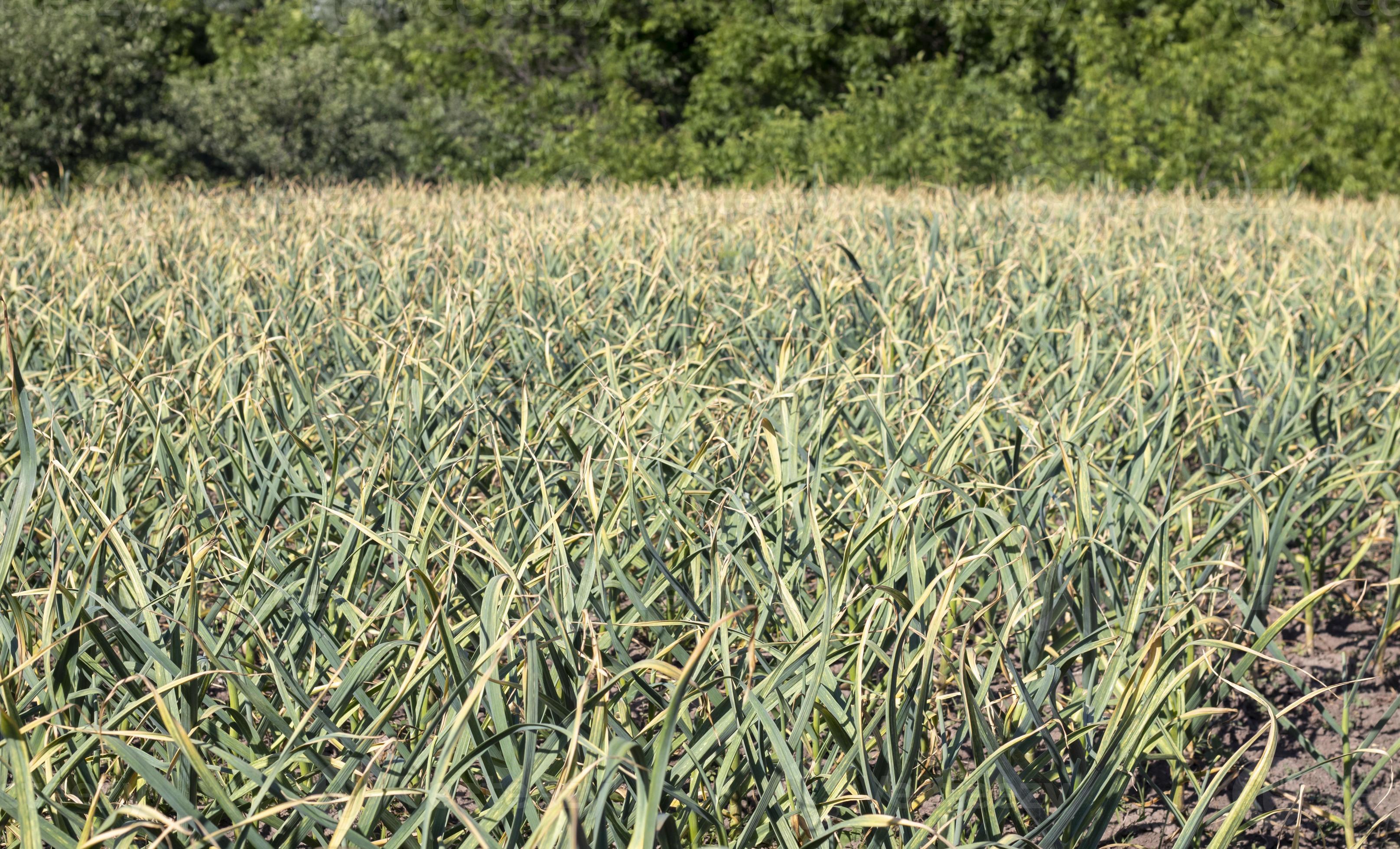 Garlic field in the landscape. Organic garlic grown in the countryside