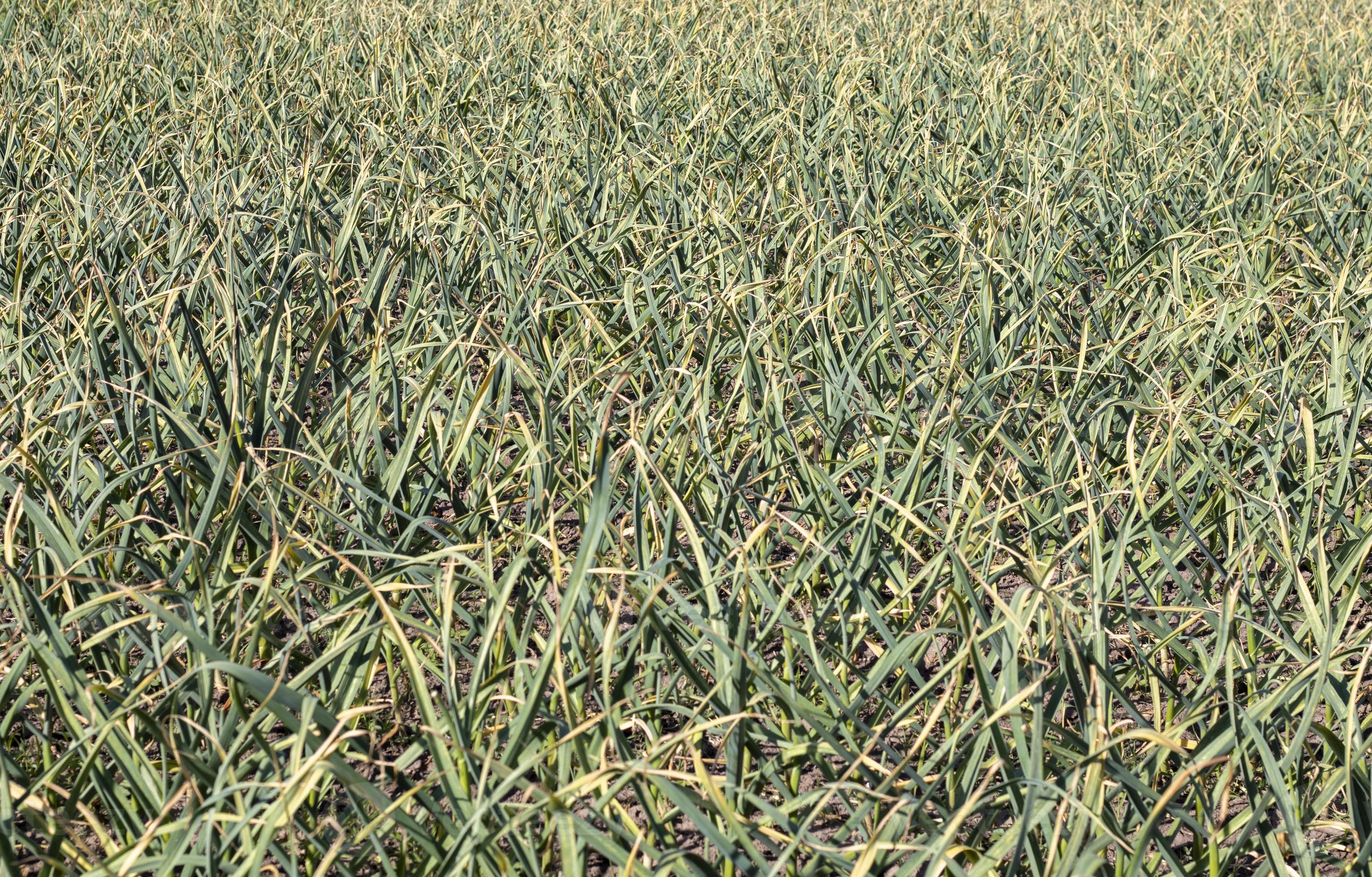 Garlic field in the landscape. Organic garlic grown in the countryside