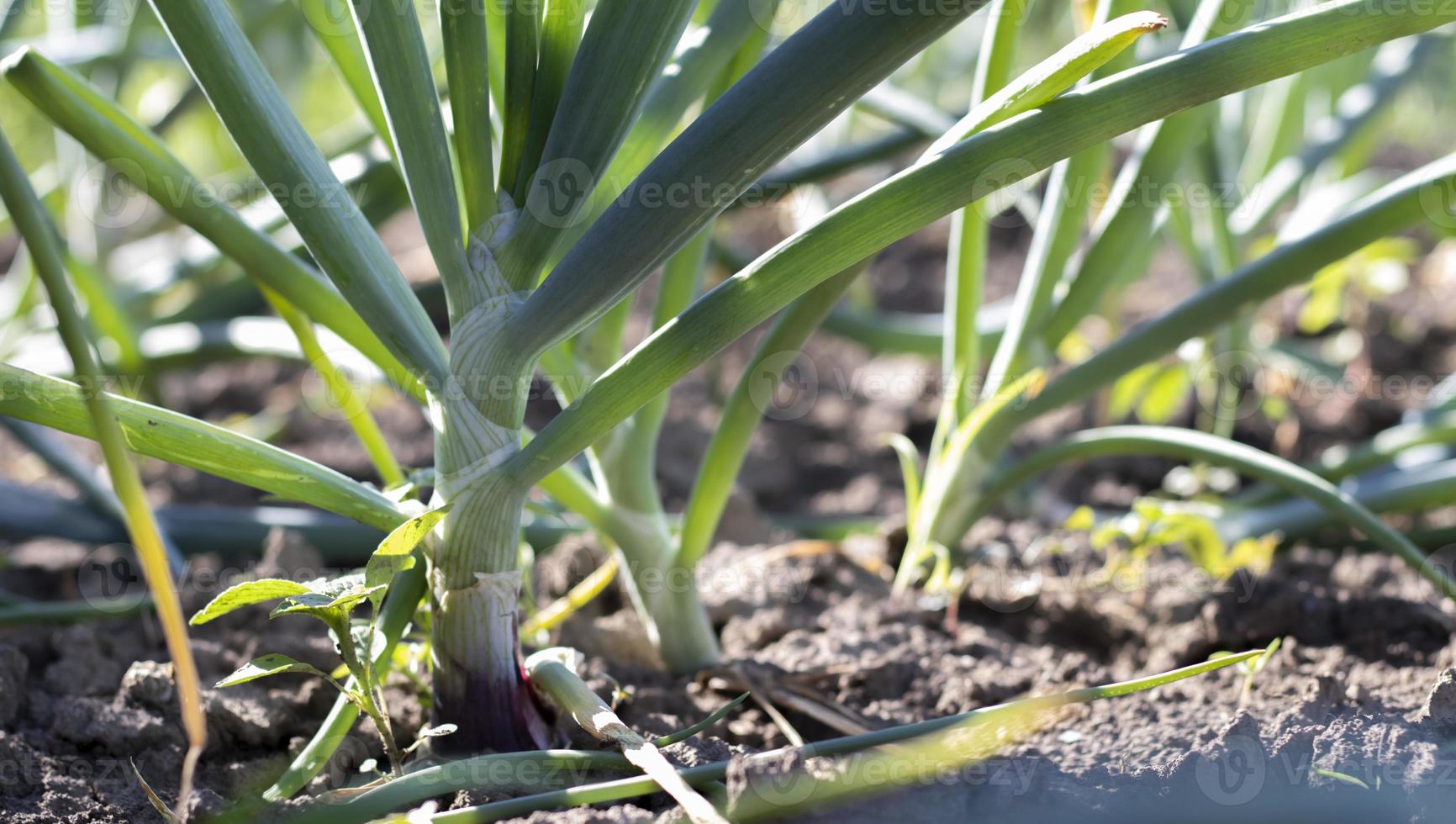 View of a field with ripening green onions. Onion field. Onion ripe plants growing in the field, close-up. Field onion ripening in spring. Agricultural landscape. Growing green onions in the garden. photo