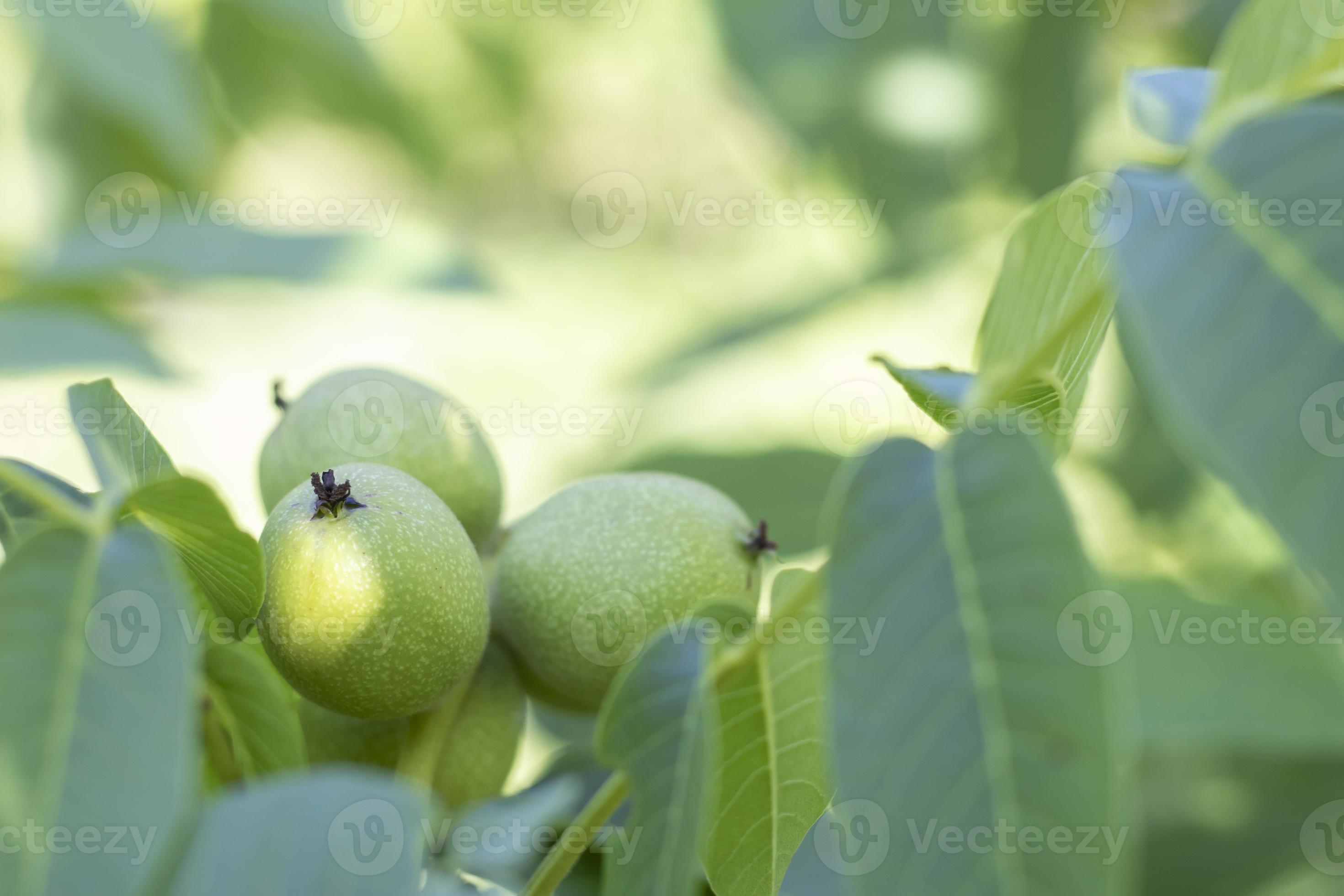Green young walnuts grow on a tree. Variety Kocherzhenko closeup. The
