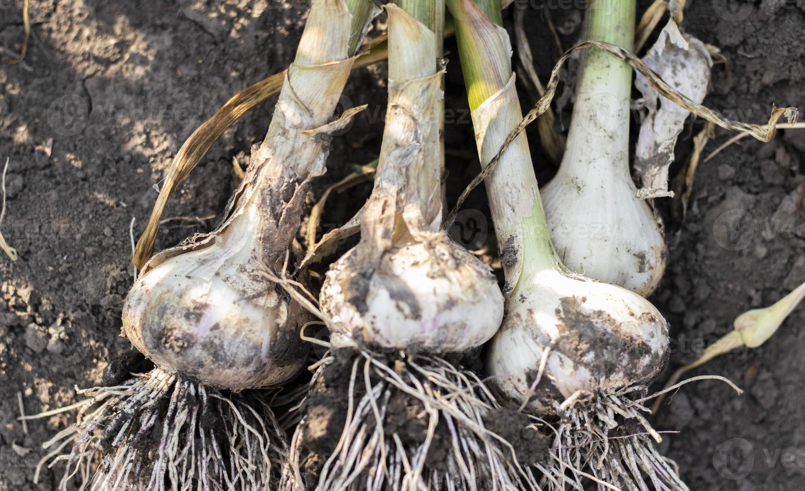 Young garlic with roots lying on garden soil. Collection of Lyubasha garlic in the garden. Agricultural field of garlic plant. Freshly picked vegetables, organic farming concept. Organic garlic. photo