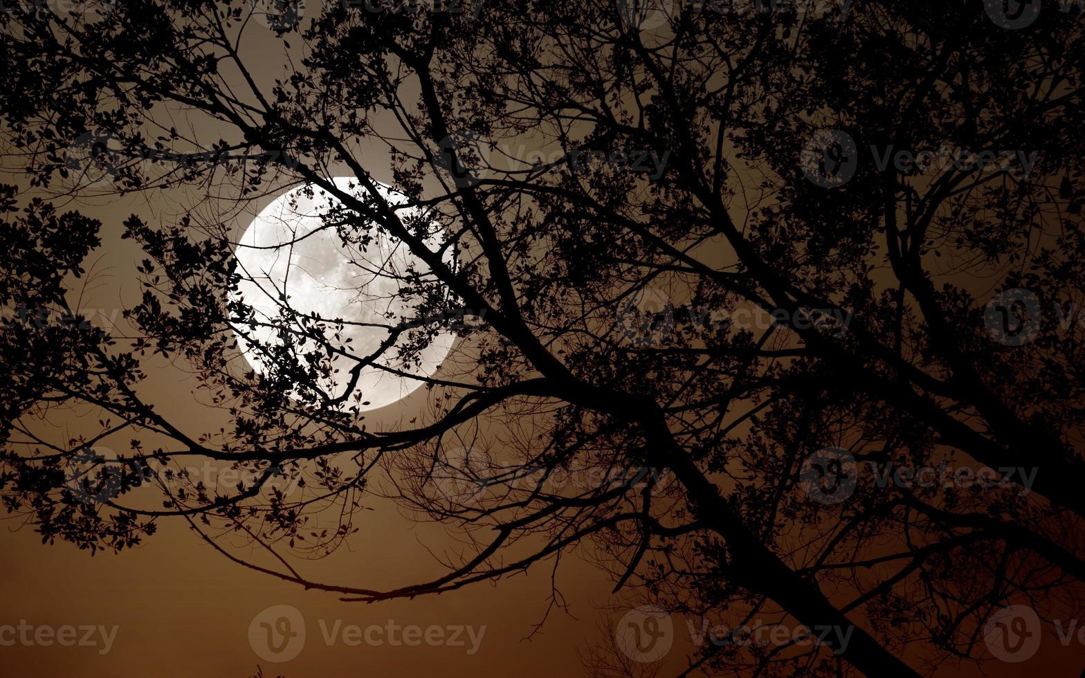 Tree in moonlight night background. photo