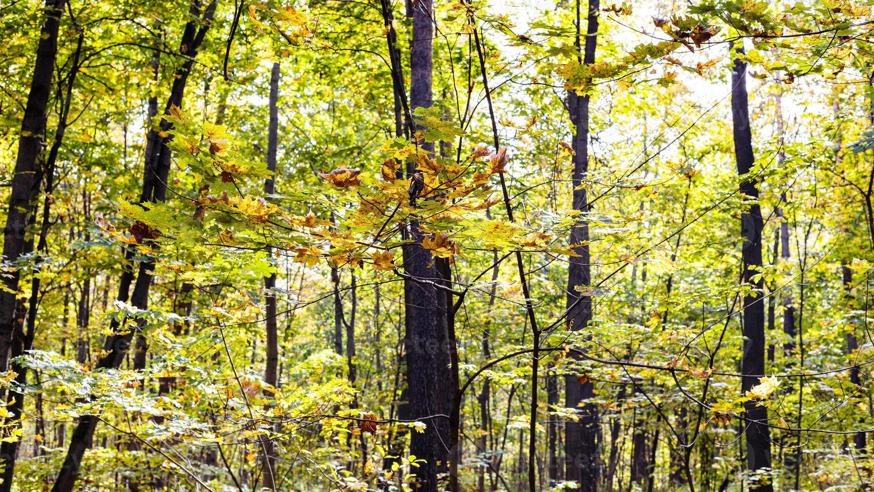 branch of maple tree and panoramic view of park photo